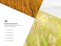 El conocimiento del miaodao (sable de espiga de arroz) es una herencia de incalculable valor procedente de la nación china. Gratis Plantilla Ppt Gratuita Una Espiga De Arroz Cayendo