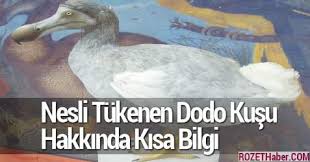 Nesli Tukenen Dodo Kusu Hakkinda Kisa Bilgi Rozet Haber 30 11 2020