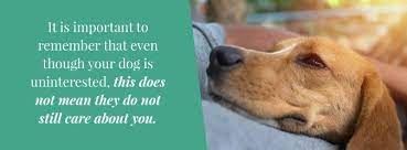 Whether a dog feels grief or not, your human family will definitely feel the loss. Is My Dog Dying Learn The Signs How To Comfort Say Goodbye To Your Dog