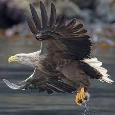 Слушать песни и музыку eagles онлайн. White Tailed Eagles Return To Southern Britain After 240 Years Birds The Guardian