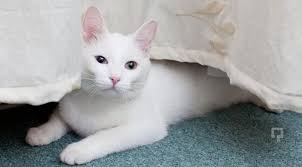 Kedi Ve Kopek Cinsleri Guncel Www Gundemvan Com Van Haber Sitesi