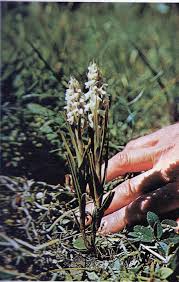 Image result for Zeuxine