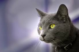 Kittens sold as pet only. Fun Facts About Russian Blue Cats