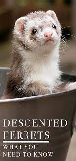 In order to reduce the smell of ferret in your household, quiet a lot of cleaning and maintenance will be required. Descented Ferret How To Get Rid Of The Stink And Have A Non Fragrant Ferret