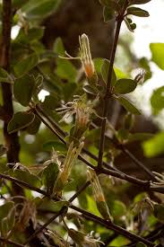 Image result for Erianthemum dregei