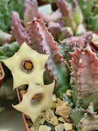 Image result for Ceropegia spatuliloba