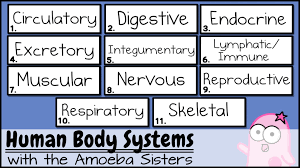 This Is The Updated Amoeba Sisters Human Organ Systems Video Which Provides A Brief Introduction To Each Of Body Systems Human Body Systems Human Body Organs