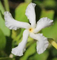 Image result for Tabernaemontana odoratissima