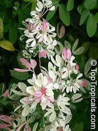 Image result for Pithecellobium