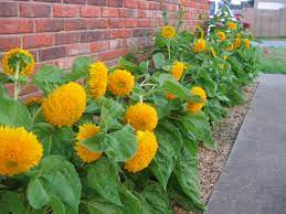 Images For Teddy Bear Sunflower Flower Garden Planting Roses Plants