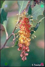 Grevillea Aurea Garden Flower Beds Rare Flowers Australian Native Flowers