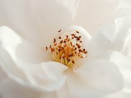 Flowers black & white photography prints. 40 Types Of White Flowers Ftd Com