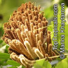 Image result for Entada arenaria