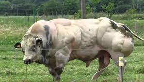 61 % of the belgian blue livestock is in the walloon region and 39% in the flemish part of belgium. Belgian Blue Cattle Breed Everything You Need To Know