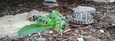 Ein häufiger terrainwechsel bedeutet für landschildkröten purer stress. Ganzheitliche Konzepte Fur Die Landschildkrote Tierarztpraxis Im Koelle Zoo