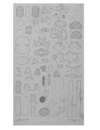 Image result for Anthericopsis sepalosa