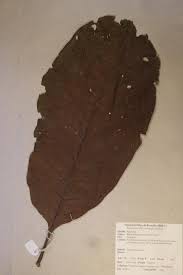 Image result for Mitragyna stipulosa