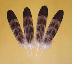 Browse 603 golden eagle feather stock photos and images available, or start a new search to explore more stock photos and images. Eagle Feathers Hand Painted Inner Circle Trade Company