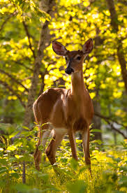 Learn vocabulary, terms and more with flashcards, games and other study tools. All About Deer Carolina Country