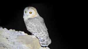 There are breeds of owls who enjoy fishing for a meal of seafood such as yes, owls have eaten cats before and they will again. What Do Owls Eat Owls Diet