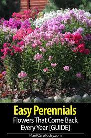 Among flowers, some are annuals, some are perennials. 45 Easy Perennials Flowers That Come Back Every Year Guide Easy Perennials Flowers Perennials Herbaceous Perennials