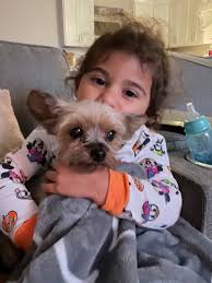 Lost 1 year old teacup yorkie mix. Goes by Cuca, she is very friendly. She  went missing in Austin in the wells branch area. Cross streets are long  vista Dr and Bratton.