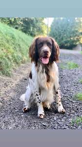 Image result for Malý münsterlandský ohař