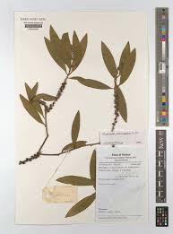 Image result for Melaleuca leucadendron