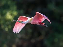 How Birds Would Fare Under The White House Budget And Infrastructure Proposals House Budgeting Birds Roseate Spoonbill