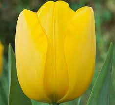 Check spelling or type a new query. Pre Cooled Yellow Tulips Bulbs Calloway S Nursery