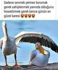 Hatice Doner Adli Kullanicinin Hayvanlarin Dunyasi Panosundaki Pin 2020 Hayvan Komik Motivasyon