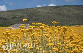 Image result for Helichrysum helvolum