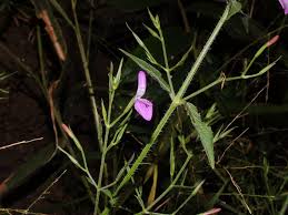 Image result for Dicliptera paniculata