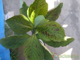 Image result for Euphorbia umbellata