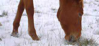 Le cheval est un herbivore et possède de nombreux atouts pour s'alimenter. Comment Les Chevaux S Adaptent Ils Au Froid