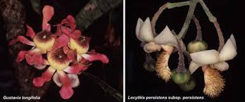 Image result for Lecythidaceae