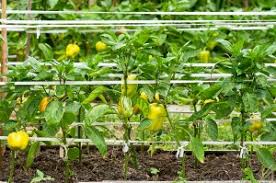 We did not find results for: Pepper Growing Problems And Solutions