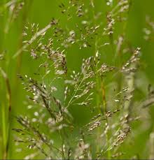 Image result for Agrostis products