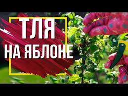 как избавиться от тли на вишне во время плодоношения Srochno Esli Tlya I Muravi Atakuyut Yablonyu Chto Delat S Vreditelyami Plodovyh Derevev Sad Youtube