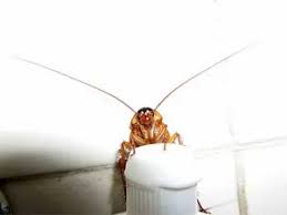 Our pest control professionals have solved sugar land pest control problems for over 16 years. How To Get Rid Of German Cockroaches Tips And Advice