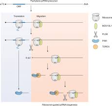 Export to cytoplasm to nuage 3a. Ribosome Guided Pirna Production Nature Cell Biology