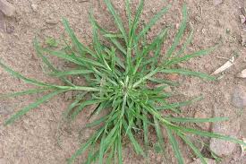 It is very important to know that even when mowed closely, this type of grass will still produce seeds. Eleusine Indica