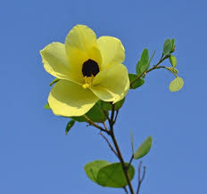 Image result for Bauhinia tomentosa