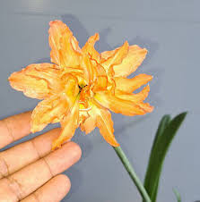 Image result for Hippeastrum puniceum