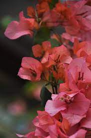 Pin On Flowers Pink Red Orange