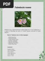 Image result for Aneilema dispermum