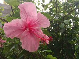 Discover Mauritius Island Mauritius Island Mauritius Hibiscus
