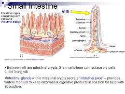Glands Digestive System Lymphatic