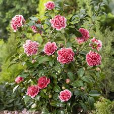 Bush administration official john bridgeland warned politico on tuesday that lies (not necessarily about vaccines, but that create communities already wary of the vaccines. Buy Ornamental Shrubs Now Camelia Camellia X Williamsii Volunteer Pink Hardy Plant Bakker Com