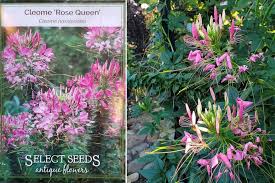 We've rounded up some of the the following are the best online garden planners that are entirely free to use, with no added costs there are hundreds of objects and types of trees, flowers, or shrubbery to choose from, and you can. 9 Online Nurseries You Can Trust And 1 You Can T Pretty Purple Door